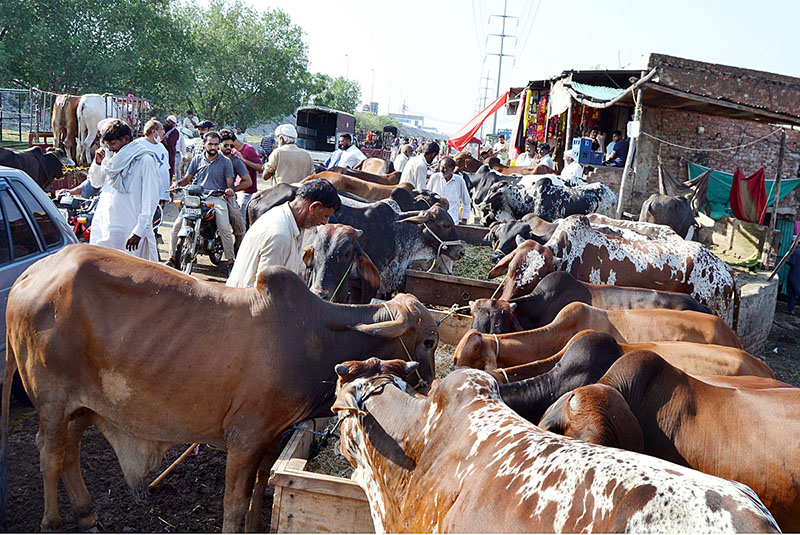 A vendor busy in cutting fodder for selling purpose as demand increased in connection with upcomming Eidul Azha