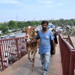 A person on the way crossing pedestrian bridge along with sacrifical animal after purchasing from Khanapul for upcomming Eidul Azha.