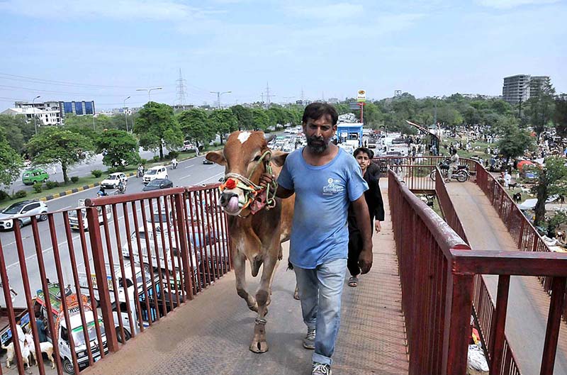 A person on the way crossing pedestrian bridge along with sacrifical animal after purchasing from Khanapul for upcomming Eidul Azha.