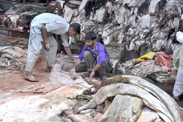 People preserving animal skin after collecting on the 2nd day of Eid Ul Azha at his workplace