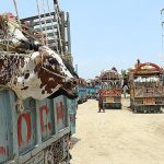 Trucks loaded with sacrificial animals arriving at a livestock market at Bhatta Chowk
