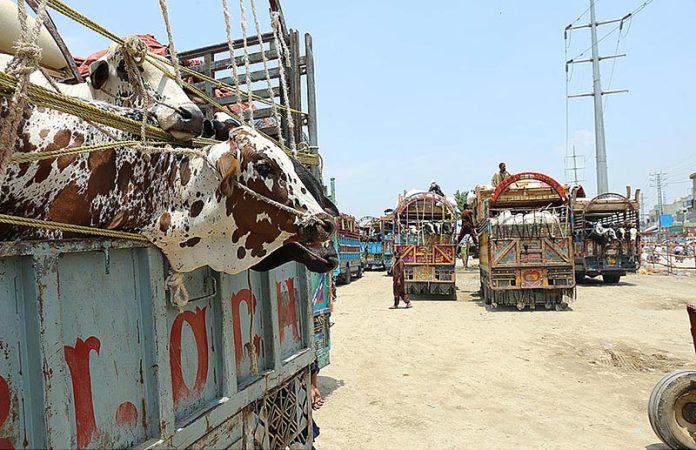 Trucks loaded with sacrificial animals arriving at a livestock market at Bhatta Chowk
