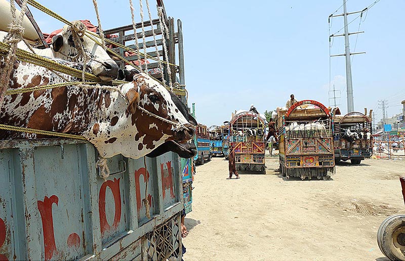 Trucks loaded with sacrificial animals arriving at a livestock market at Bhatta Chowk