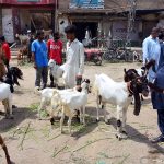 Vendors displaying the sacrificial animals to attract the customers at fort road