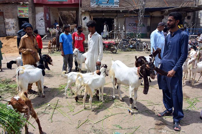 Vendors displaying the sacrificial animals to attract the customers at fort road