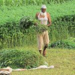 An elder farmer collecting green fodder after cutting from his farm field