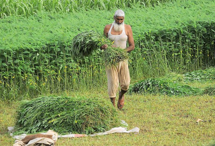 An elder farmer collecting green fodder after cutting from his farm field
