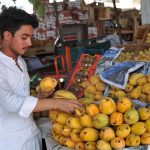 A vendor busy in arranging and displaying seasonal fruit mango to attract customers at his roadside setup