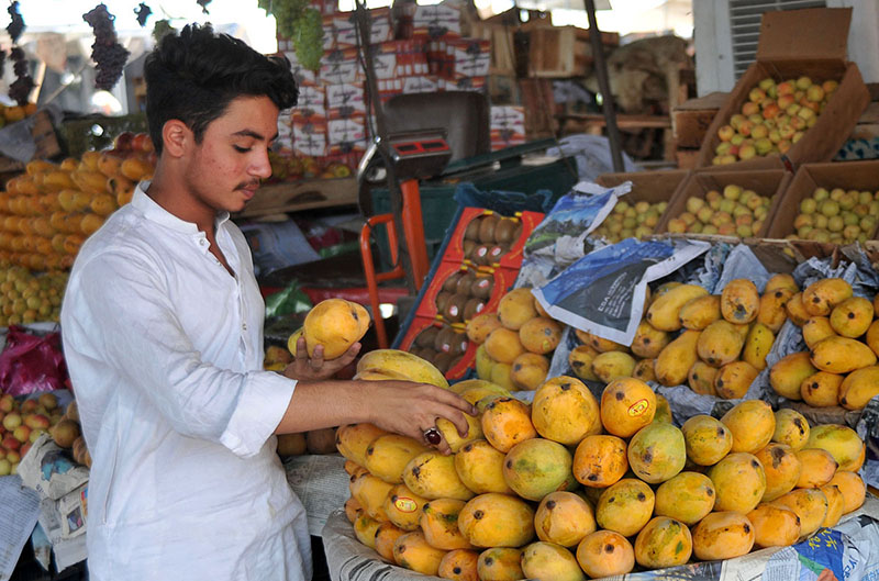 A vendor busy in arranging and displaying seasonal fruit mango to attract customers at his roadside setup