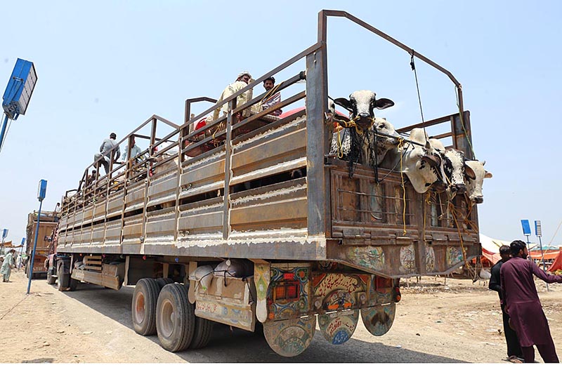 Trucks loaded with sacrificial animals arriving at a livestock market at Bhatta Chowk