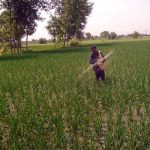 A farmer spreading fertilizer in a field