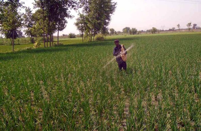A farmer spreading fertilizer in a field