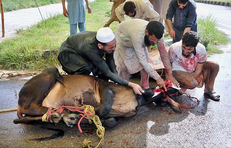 Butchers busy in cutting meat into pieces after slaughtering sacrificial animal on the 1st day of Eid Ul Azha.