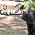 A cat is trying to drink water from valve to quench its thirst during hot day in Provincial Capital
