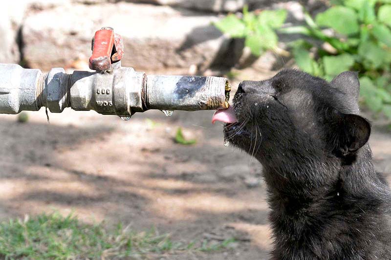 A cat is trying to drink water from valve to quench its thirst during hot day in Provincial Capital