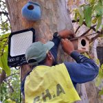 PHA Staffer installing a nest on a tree in Botanical Garden at Miyawaki Forest
