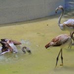 Flamingos enjoying bath in Rawal Lake bird’s aviary to beat the heat during hot weather