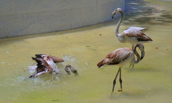 Flamingos enjoying bath in Rawal Lake bird’s aviary to beat the heat during hot weather