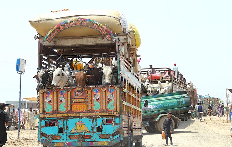 Trucks loaded with sacrificial animals arriving at a livestock market at Bhatta Chowk