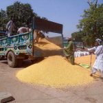 Labourers busy in unloading maize from trolley at grain market