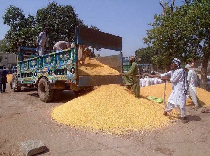 Labourers busy in unloading maize from trolley at grain market