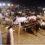 A view of sacrificial animals during night time at Bhatta chowk Cattle market