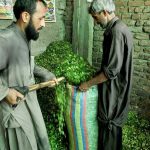 Vendors preparing fodder for sacrificial animals as per demand of customers ahead of Eidul Adha
