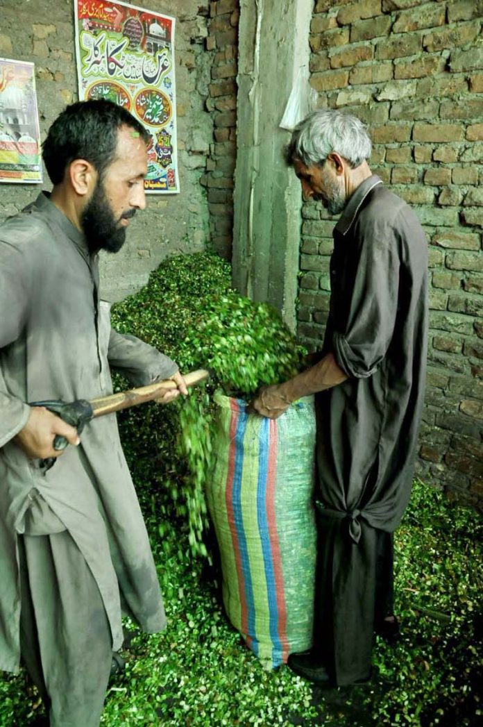 Vendors preparing fodder for sacrificial animals as per demand of customers ahead of Eidul Adha