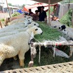 Vendors displaying sacrificial animals to attract the customers in connection with upcomming Eid ul Adha at Sacrificial Animal Market