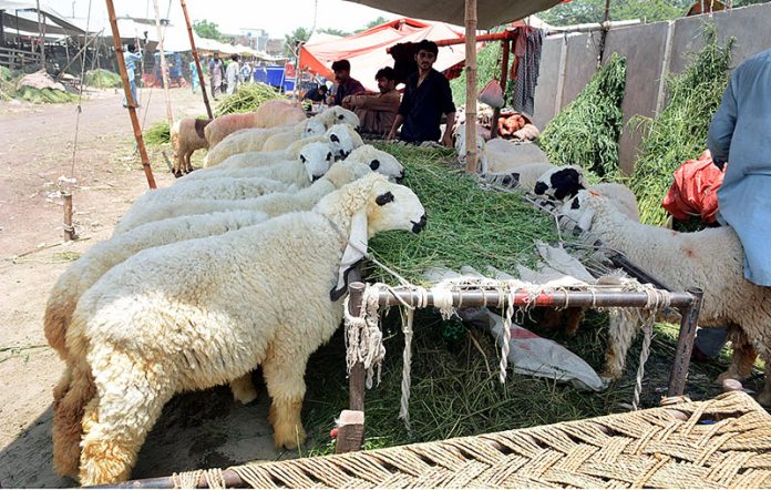 Vendors displaying sacrificial animals to attract the customers in connection with upcomming Eid ul Adha at Sacrificial Animal Market