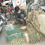 A man is preparing traditional tooth bursh (Miswak) at Qila Gujjar Singh Area