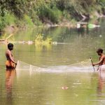 25 per cent fish farming damaged by floods in South Punjab