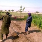 Farmers preparing land for next crop with old method on their farm field