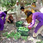 Labourers collecting mangoes from orchard for packing to deliver it the fruit market at Tando Jam