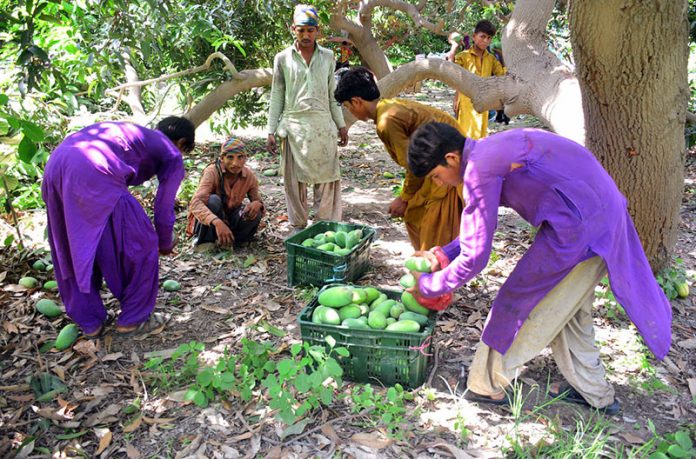 Labourers collecting mangoes from orchard for packing to deliver it the fruit market at Tando Jam