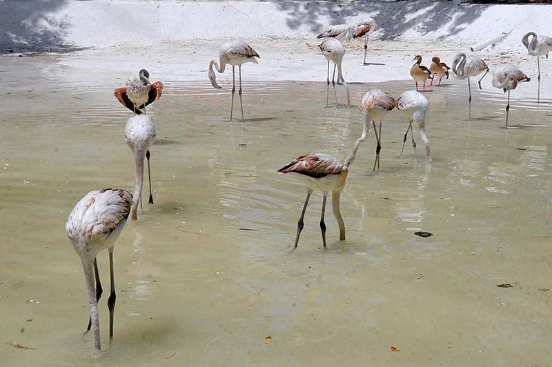 Flamingos enjoying bath in Rawal Lake bird’s aviary to beat the heat during hot weather