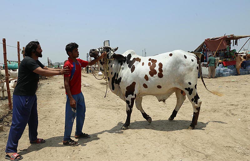 Trucks loaded with sacrificial animals arriving at a livestock market at Bhatta Chowk