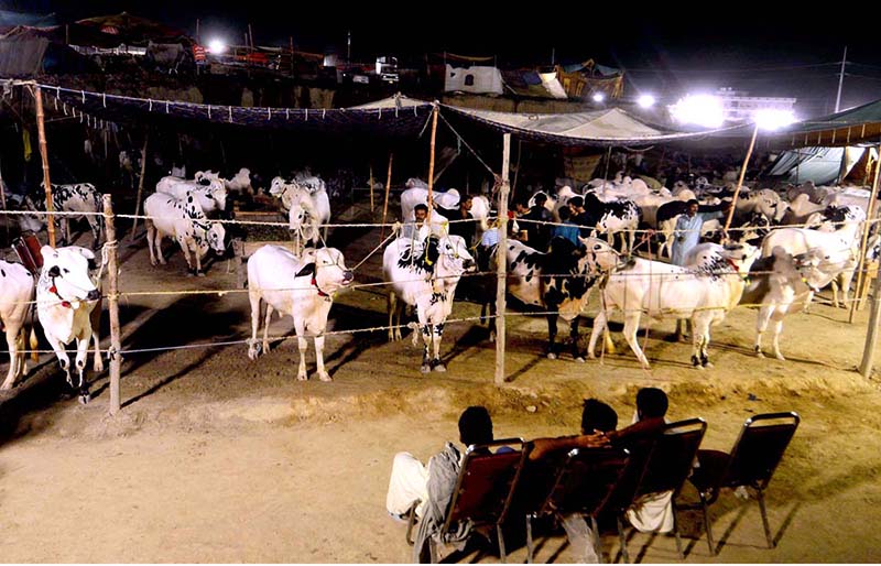 A view of sacrificial animals during night time at Bhatta chowk Cattle market