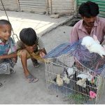 Vendors displaying Rabbit and Chicks to attract the customer at Friday Bazaar Fort Area
