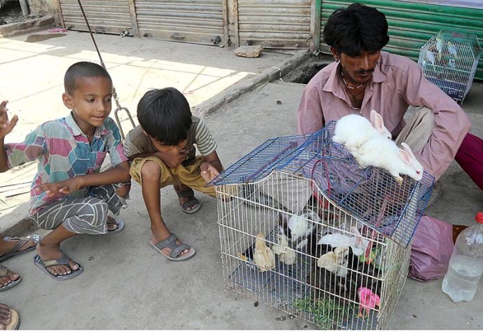 Vendors displaying Rabbit and Chicks to attract the customer at Friday Bazaar Fort Area Vendors displaying Rabbit and Chicks to attract the customer at Friday Bazaar Fort Area