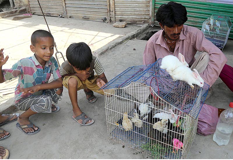 Vendors displaying Rabbit and Chicks to attract the customer at Friday Bazaar Fort Area