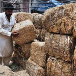 A vendor loading dry fodder for sacrificial animals as per demand of customers ahead of Eidul Adha