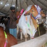 Worker busy in cleaning and shining sacrificial Bull to attract customers