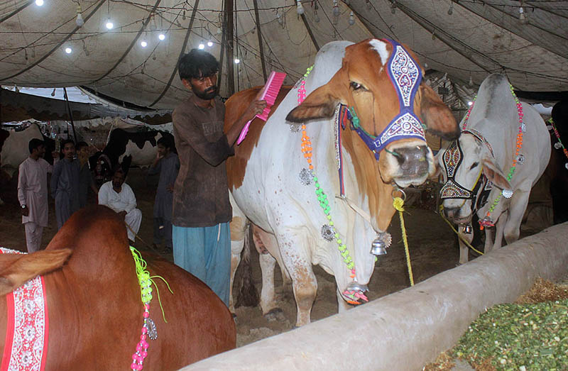 Worker busy in cleaning and shining sacrificial Bull to attract customers