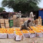 Labourer busy in packing tomatoes in wooden boxes at Vegetable Market