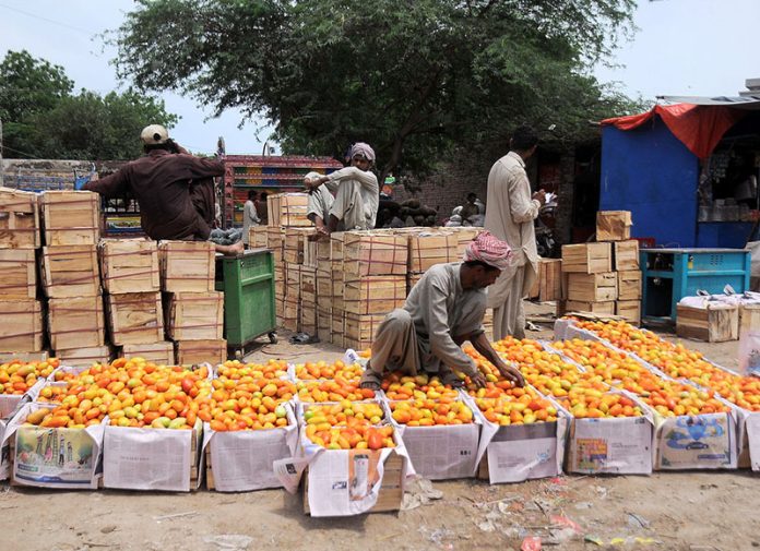 Labourer busy in packing tomatoes in wooden boxes at Vegetable Market
