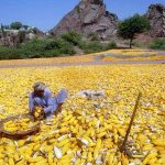A farmer busy in dry and sorting maize crop in his form near old bridge