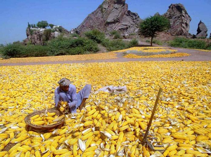 A farmer busy in dry and sorting maize crop in his form near old bridge