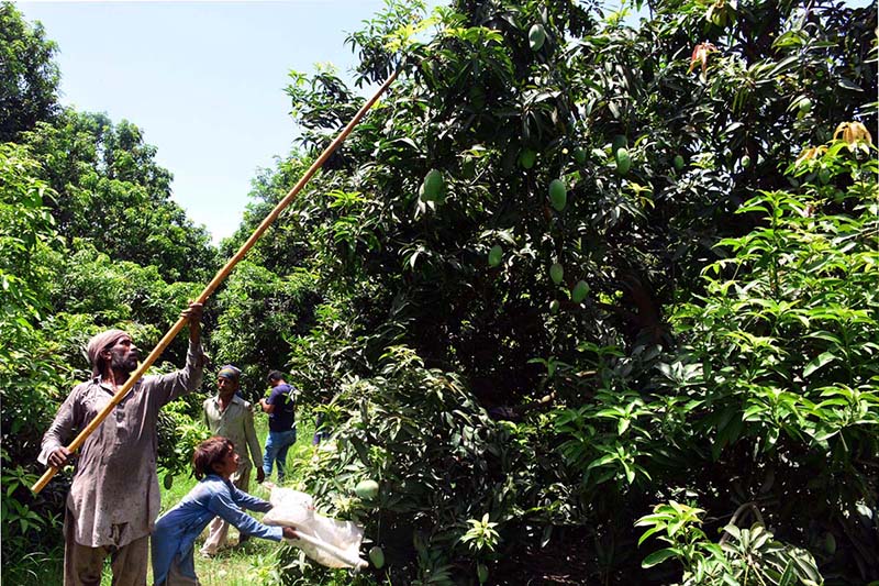 Labourers collecting mangoes from orchard for packing to deliver it the fruit market at Tando Jam