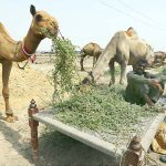A vendor displaying the sacrificial camel to attract the customers at Hala Naka Road in connection with upcoming Eid ul Adha